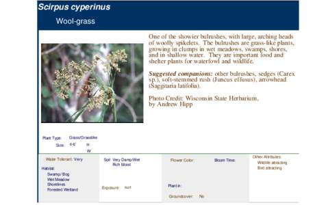 Wool-Grass (scirpus cyperinus)
