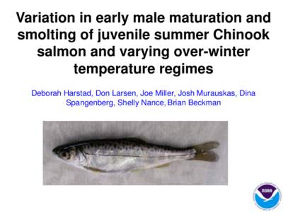 Variation in early male maturation and smolting of juvenile summer Chinook salmon and varying over-winter temperature regimes Deborah Harstad, Don Larsen, Joe Miller, Josh Murauskas, Dina Spangenberg, Shelly Nance, Brian