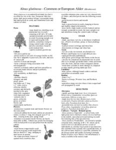 Alnus glutinosa / Alder / Quercus palustris / Taxodium distichum / Birch / Flora of the United States / Ornamental trees / Flora