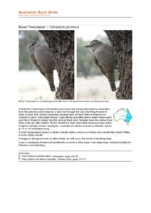 file:///C:/bushbirds-5.0/infc/climacteris_picumnus.html