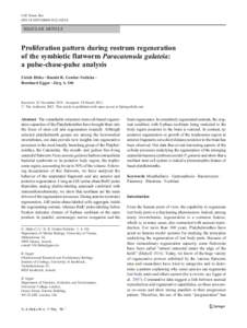 Cell Tissue Res DOIs00441REGULAR ARTICLE  Proliferation pattern during rostrum regeneration