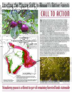 Crops / Invasive plant species / Guava / Psidium cattleyanum / Tectococcus ovatus / Strawberry / Wao Kele o Puna