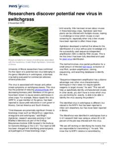 Researchers discover potential new virus in switchgrass