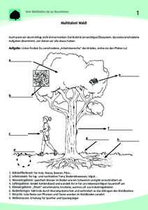 1  Vom Waldboden bis zur Baumkrone Multitalent Wald!