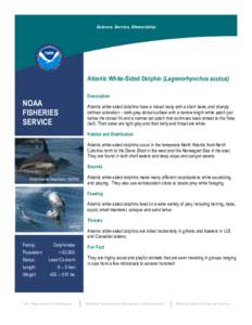 Science, Service, Stewardship  Atlantic White-Sided Dolphin (Lagenorhynchus acutus) Description  NOAA