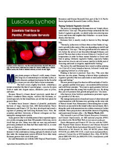 Luscious Lychee Scientists Find Keys to Plentiful, Predictable Harvests PEGGY GREB (K10889-1)  Lychee, Litchi chinensis, was first introduced into Hawaii 100 years