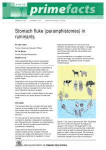 Stomach fluke (paramphistomes) in ruminants