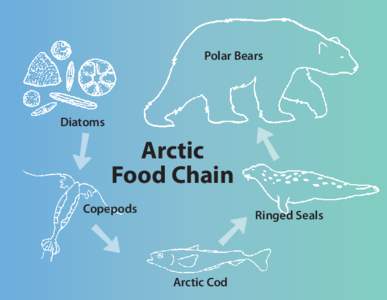 Polar Bears  Diatoms Arctic Food Chain