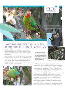 Swift Parrots are bright green and have red underwings and a long pointy tail. They get their name from their swift flight. a.
