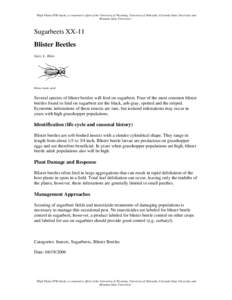 Microsoft Word - BlisterBeetles-Sugarbeets.doc