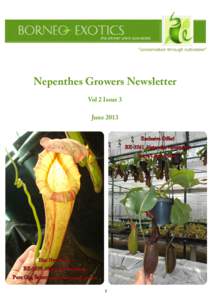 Nepenthes Growers Newsletter Vol 2 Issue 3 June 2013 Exclusive Offer! BE-3561 Nepenthes robcantleyi Extra Large Plants