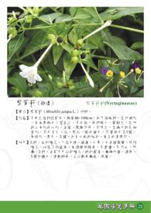 紫茉莉（拾遺）  紫茉莉科(Nyctaginaceae) 【學名】紫茉莉（Mirabilis jalapa L.）的根。 【形態】多年生宿根性草本，株高60~100cm。地下結塊根，呈紡綞形