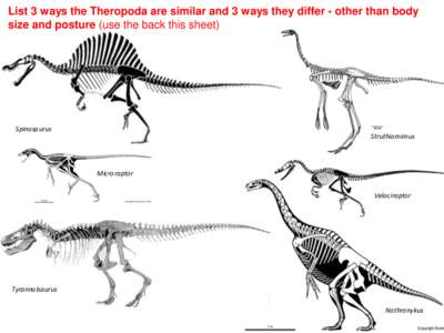 List 3 ways the Theropoda are similar and 3 ways they differ - other than body size and posture (use the back this sheet) Spinosaurus Struthiomimus