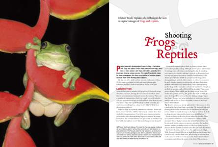 Michael Snedic explains the tehniques he uses to capture images of frogs and reptiles. Shooting  Frogs