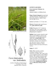 Microsoft Word - Carex_lenticularis_lentic_2010[removed]doc