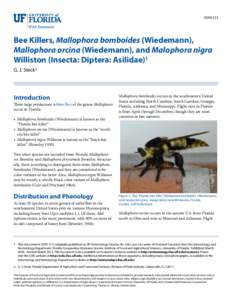 EENY315  Bee Killers, Mallophora bomboides (Wiedemann), Mallophora orcina (Wiedemann), and Malophora nigra Williston (Insecta: Diptera: Asilidae)1 G. J. Steck2