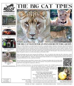 THE BIG CAT TIMES NIKITA THE LIONESS RESCUED IN 2001 DRUG BUST SUMMER 2012 issue 9 MONTHS OLD IN 2001