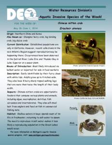 Water Resources Division’s Aquatic Invasive Species of the Week! FOR THE WEEK OF: Chinese mitten crab