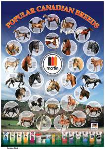 Equidae / Agriculture / Equus / Warmbloods / Gypsy horse / Hackney horse / Welsh Pony and Cob / Horse / Percheron / Arabian horse / Pony / Haflinger