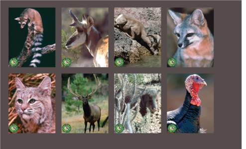 Gray Fox  Desert Bighorn Sheep Pronghorn