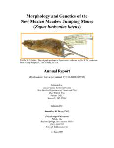 Morphology and Genetics of the New Mexico Meadow Jumping Mouse (Zapus hudsonius luteus) USNM[removed]The original specimen of Zapus luteus collected by Dr. W. W. Anderson from “Camp Burgwyn”, Taos County, in 1858