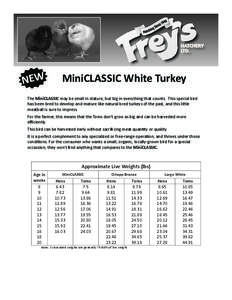 New  MiniCLASSIC White Turkey The MiniCLASSIC may be small in stature, but big in everything that counts. We have bred this special bird to develop and mature like natural bred turkeys of the past, and this little meatba