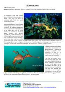 SEA DRAGONS FAMILY: SYNGNATHIDAE SPECIES: Phyllopteryx taeniolatus - WEEDY OR COMMON SEA DRAGON / Phycodorus eques - LEAFY SEA DRAGON A fully-grown Leafy Sea Dragon grows to about 18 inches or 45 cm in