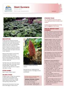 Giant Gunnera Gunnera species Number 8 STRATEGY RULE: You must destroy all adult and juvenile