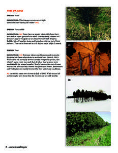 TREE DAMAGE  1D SPECIES: Voles DESCRIPTION: This damage occurs out of sight