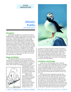 STATE THREATENED Atlantic Puffin (Fratercula arctica)
