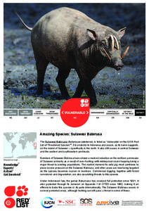 © Michel Gunther  Amazing Species: Sulawesi Babirusa The Sulawesi Babirusa, Babyrousa celebensis, is listed as ‘Vulnerable’ on the IUCN Red List of Threatened SpeciesTM. It is endemic to Indonesia and occurs, as its