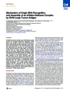 Cell Reports  Article Mechanism of Origin DNA Recognition and Assembly of an Initiator-Helicase Complex by SV40 Large Tumor Antigen