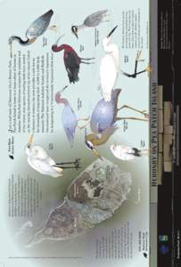 Herons / Ardea / Heronry / Great Blue Heron / Pea Patch Island / Fort Delaware / Cattle Egret / Egret / Heron / Ornithology / Birds of North America / Delaware