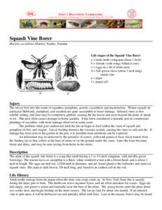 IDL  INSECT DIAGNOSTIC LABORATORY Cornell University, Dept. of Entomology, 2144 Comstock Hall, Ithaca NY[removed]Squash Vine Borer