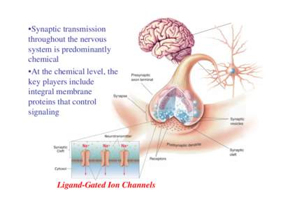 Microsoft PowerPoint - neuroreceptors.ppt