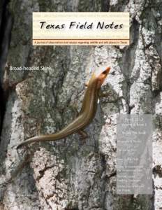 Texas Field Notes  Volume 6, Issue 2 7:30pm - calls of Hyla cinerea heard from various parts of the marsh, particularly from a an armadillo emerged from the thicket and began to dig. We hiked for an additional 2 miles
