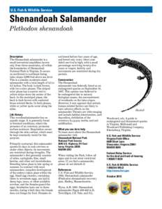 U.S. Fish & Wildlife Service  Shenandoah Salamander Plethodon shenandoah  Description