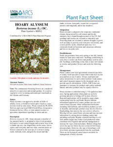Hoary Alyssum Plant Fact Sheet
