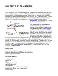 DNA RESTRICTION ANALYSIS  In this experiment, DNA from the bacteriophage Lambda (48,502 base pairs in length) is cut with a variety of restriction enzymes and the resulting fragments are separated using gel electrophores