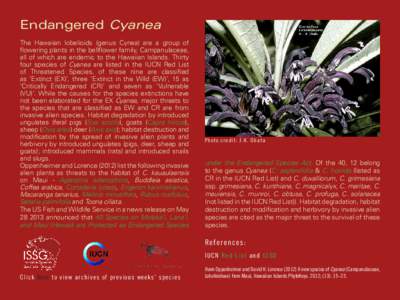 Endangered Cyanea The Hawaiian lobelioids (genus Cynea) are a group of flowering plants in the bellflower family, Campanulaceae, all of which are endemic to the Hawaiian Islands. Thirty four species of Cyanea are listed 