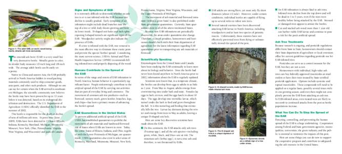 Figure 1—The adult EAB, an exotic wood-boring beetle, attacks ash trees exclusively. T  he emerald ash borer (EAB) is a very small but