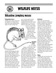 WILDLIFE NOTES Meadow jumping mouse Distinguishing Features Jumping mice (Zapus hudsonius) are members of a family that is found only in the northern hemisphere. Except for their long
