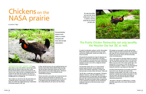 Chickens on the NASA prairie The males have golden neck sacks that, during mating season, they use