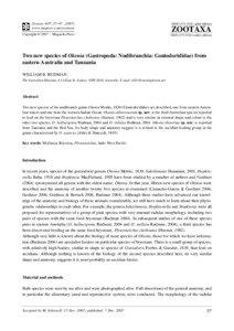 Bryozoa / Goniodorididae / Okenia / William B. Rudman