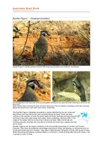 Spinifex Pigeon / Ornithology / Spinifex / Birds of Western Australia / Columbidae / Geophaps