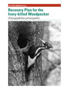 U.S. Fish & Wildlife Service  Recovery Plan for the Ivory-billed Woodpecker (Campephilus principalis)