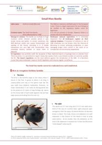 European Union Reference Laboratory for honey bee health  Small Hive Beetle
