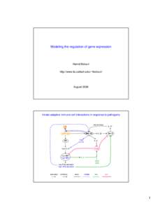 Modeling the regulation of gene expression  Hamid Bolouri http://www.its.caltech.edu/~hbolouri/  August 2008