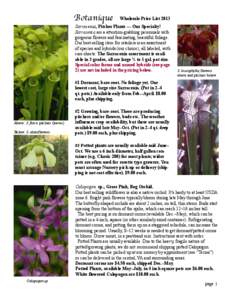 Botanique  Wholesale Price List 2013 Sarracenia, Pitcher Plants — Our Specialty! Sarracenia are a attention-grabbing perennials with