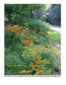 Photo by: Gary Schwetz  Butterfly weed, common milkweed and prairie dropseed drift through this slope in Wilmington, DE 